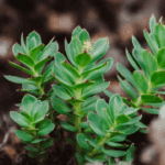 Rhodiola_BW
