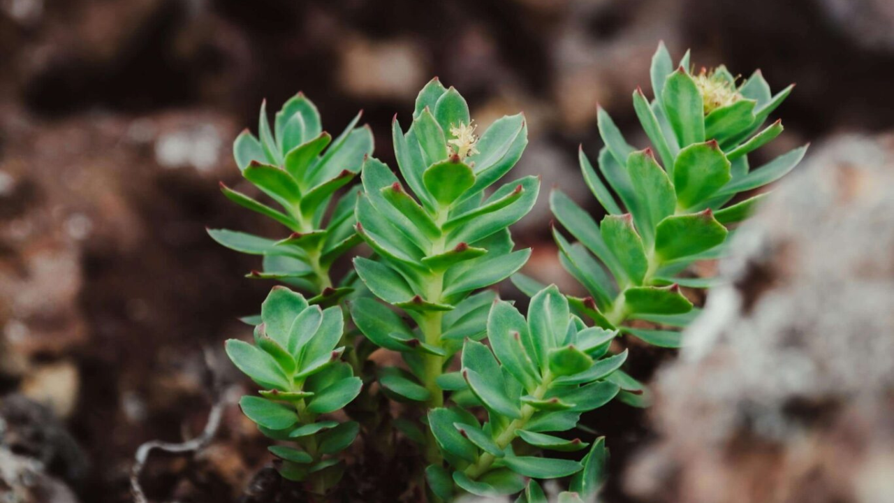 Rhodiola_BW