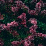 Barberry-z