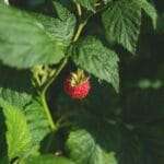 Red Raspberry Leaf