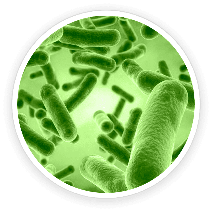 PrimeBiome Reviews. Buy Online Today On Dicount From Website. 3 Bacillus Coagulans