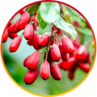Hepatoburn Reviews 2025: Consumer Reports And Complaints. 10 Berberine