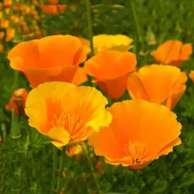 California-Poppy-Seed