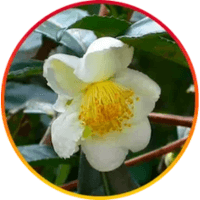 Hepatoburn Reviews 2025: Consumer Reports And Complaints. 4 Camellia Sinensis