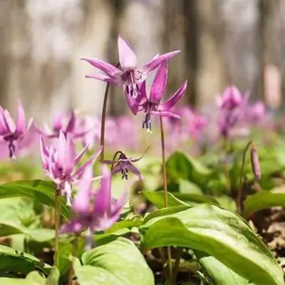 Corydalis-Yanhusuo
