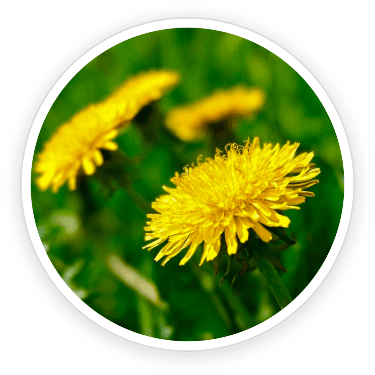PrimeBiome Reviews. Buy Online Today On Dicount From Website. 5 Dandelion