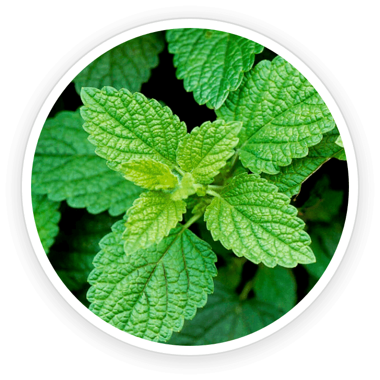 PrimeBiome Reviews. Buy Online Today On Dicount From Website. 9 Lemon Balm