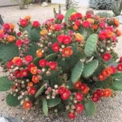 Opuntia-Phaeacantha
