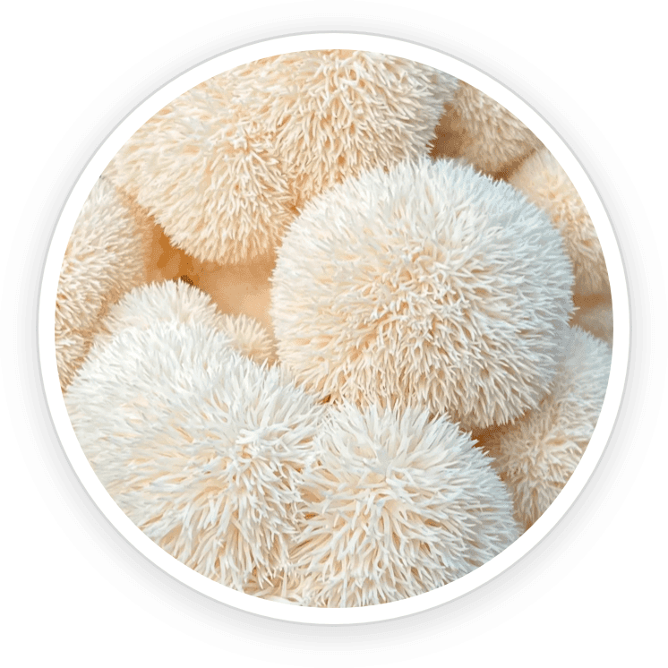 PrimeBiome Reviews. Buy Online Today On Dicount From Website. 11 Organic Lion's Mane