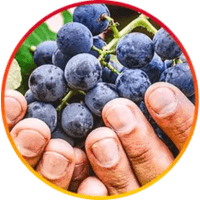 Hepatoburn Reviews 2025: Consumer Reports And Complaints. 3 Resveratrol