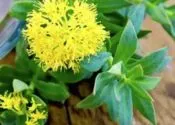 Purple Peel Exploit. Diet, Recipe, Or Hack? Mitolyn Reviews 6 Rhodiola Rosea