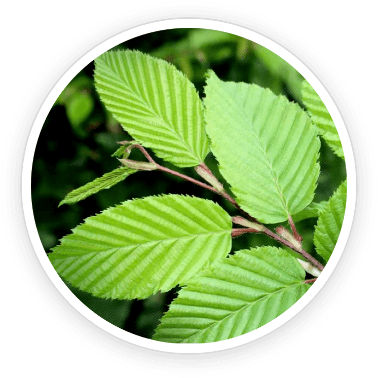 PrimeBiome Reviews. Buy Online Today On Dicount From Website. 12 Slippery Elm Bark