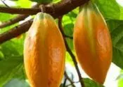 Mitolyn Reviews (2025): What No One Else Is Telling You! 8 Theobroma Cacao