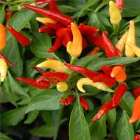 capsicum