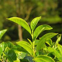 green-tea