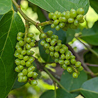gymnema