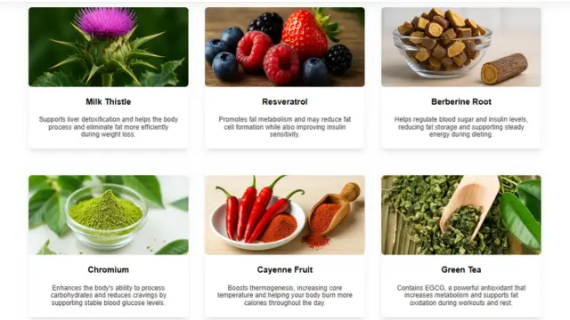 AquaSculpt Reviews 2025: Honest Facts You Need To Know! 4 AquaSculpt Supplement Ingredients And Benefits