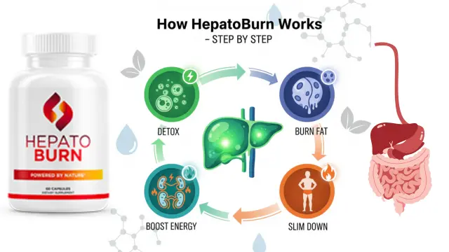 How Does The Hepato Burn Work