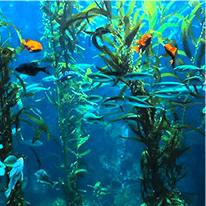 L-Carnitine ingredient in AquaSculpt