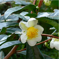 Metabo Drops Reviews 2026: Know What Is Good & What Is Bad 3 camellia Sinensis