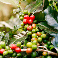 Java Burn Reviews & Complaints 2025. Does It Really Work? 8 chlorogenic