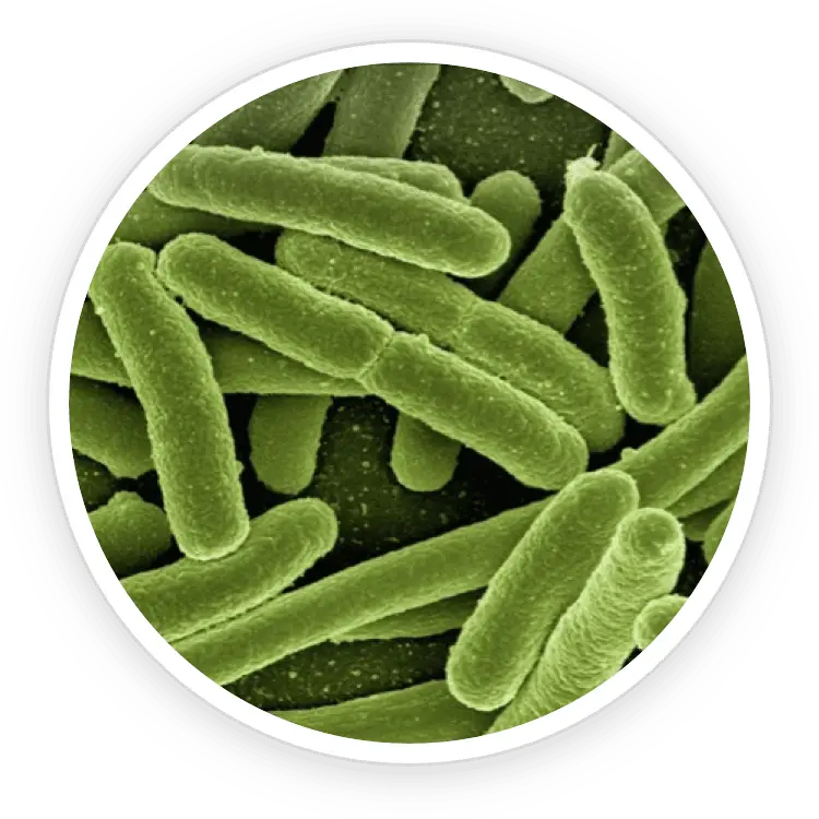 Prodentim Reviews. Does This Oral Probiotic Supplement Work? 4 B.lactis BL-04®