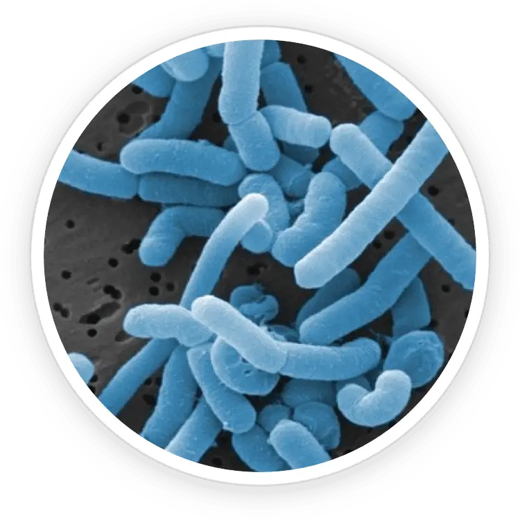 Prodentim Reviews. Does This Oral Probiotic Supplement Work? 3 Lactobacillus Paracasei
