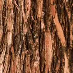 Slippery Elm Bark