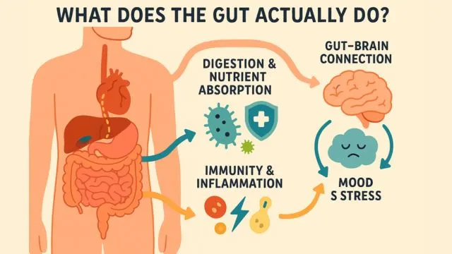 What Does The Gut Do