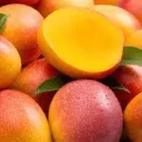 African Mango Seed Extract