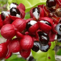 Guarana Seed Extract