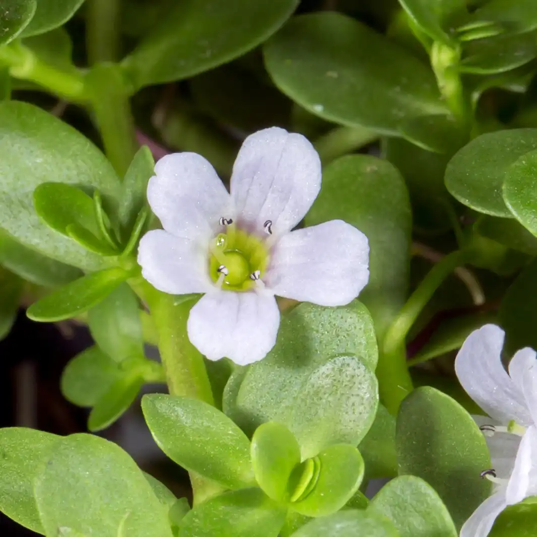 Neuro Prime Reviews 2026: Is Brain Supplement Scam or Legit? 7 Bacopa Monnieri