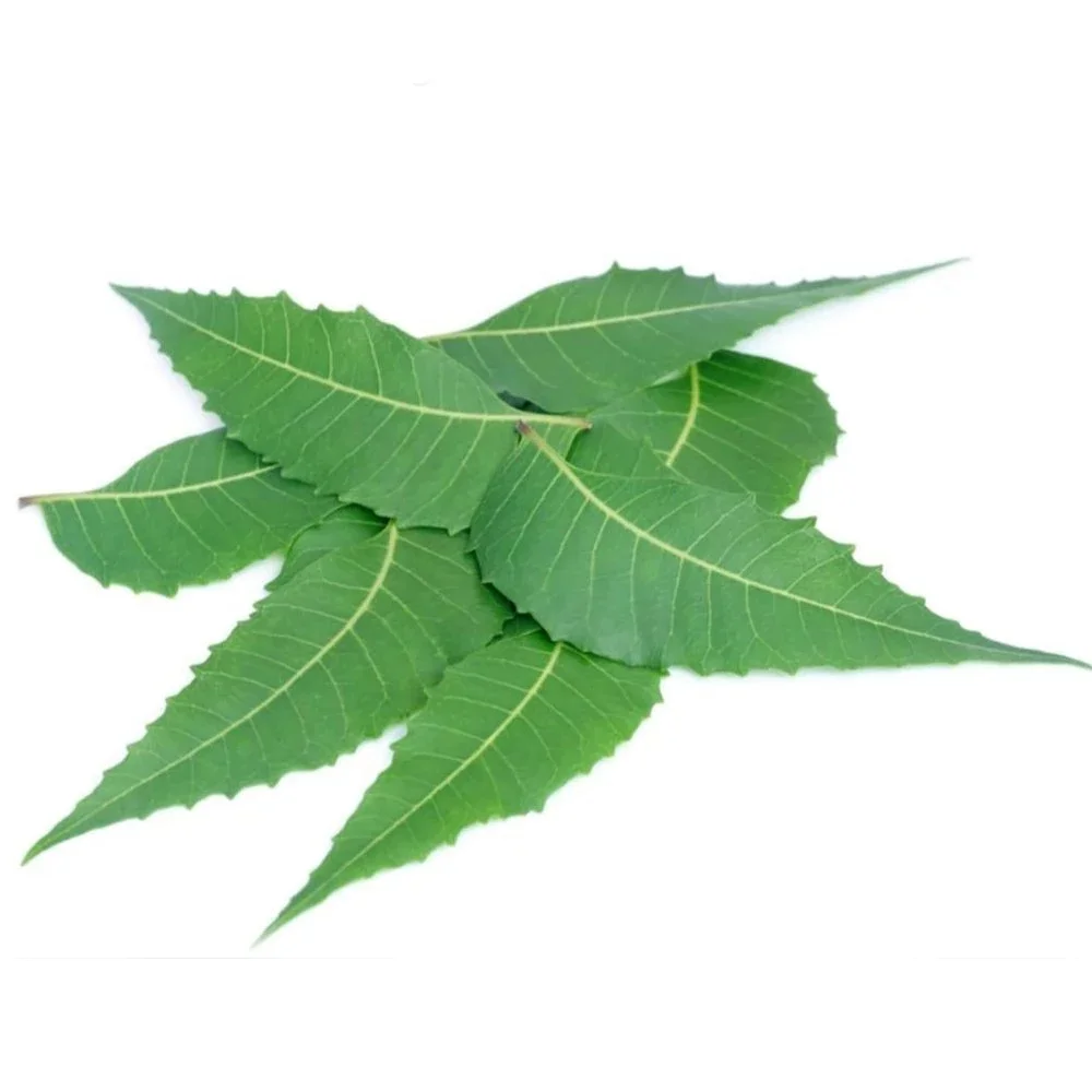 Neuro Prime Reviews 2026: Is Brain Supplement Scam or Legit? 9 Neem (Azadirachta indica)