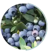 Bilberry Extract ingredient in Neuro Surge