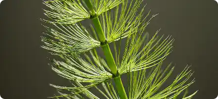 Horsetail Extract