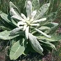 Mullein Extract