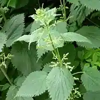 Stinging Nettle Extract