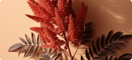 Sumac Extract