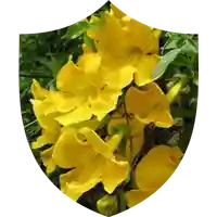 Cats Claw