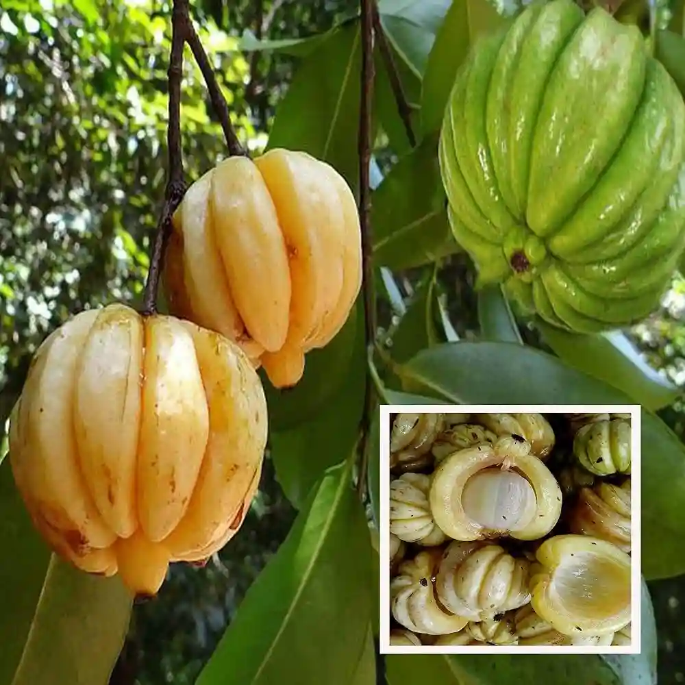 Garcinia Cambogia