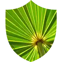 Saw Palmetto