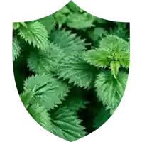 Stinging Nettle