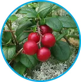 Arctic lingonberry - cold-climate antioxidant polyphenols reduce fat storage