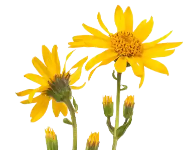 Arnica Montana