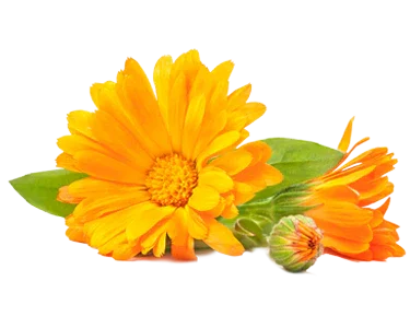 Calendula Extract