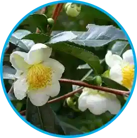 Green tea extract EGCG - boosts fat oxidation without stimulants
