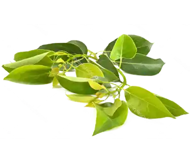 Camphor