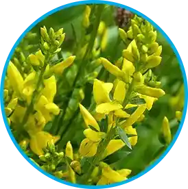 Genistein isoflavone from soy - boosts leptin signaling