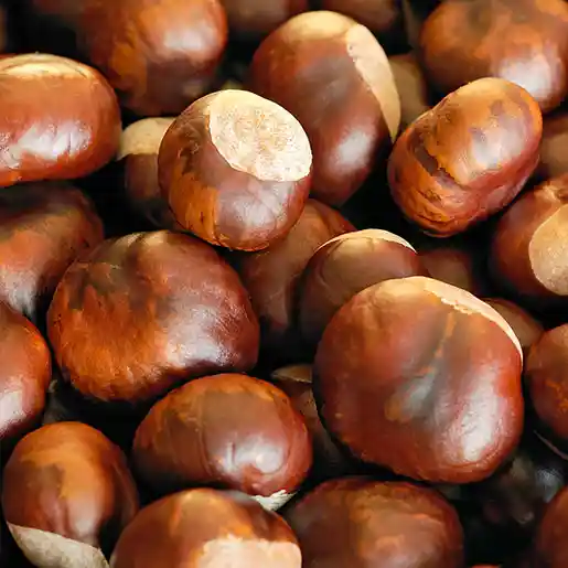 Horse Chestnut Extract