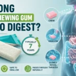 How Long Does a Chewing Gum Take to Digest